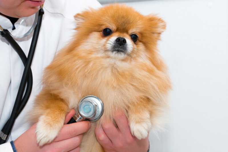 Clínica Especialista em Exame Chlamydophila em Cães Poços de Caldas - Exame Influenza em Animais