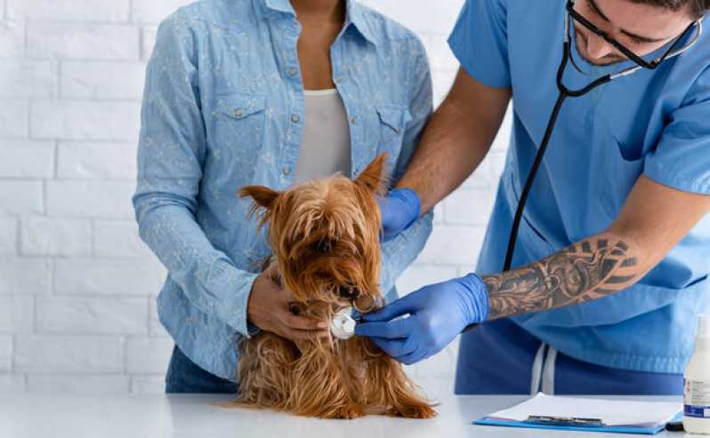 Clínica Especialista em Exame Herpesvírus Canino Itupeva - Exame Respiratório Veterinário