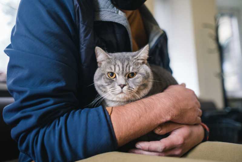 Clínica Especialista em Exame Micoplasma em Gatos Cambé - Exame Bordetella em Animais