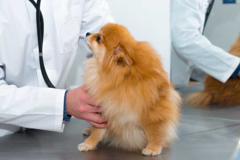 Clínica Especialista em Exame Respiratório em Cachorros Itaquaquecetuba - Exame Respiratório em Cães