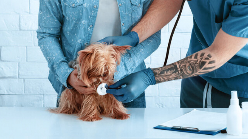 Clínica Especialista em Exame Respiratório em Cães Condominio Riviera Park - Exame Streptococcus em Cachorros