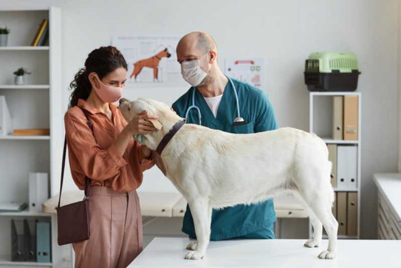 Clínica Especialista em Exame Streptococcus em Cachorros Salto - Exame Respiratório em Cachorros