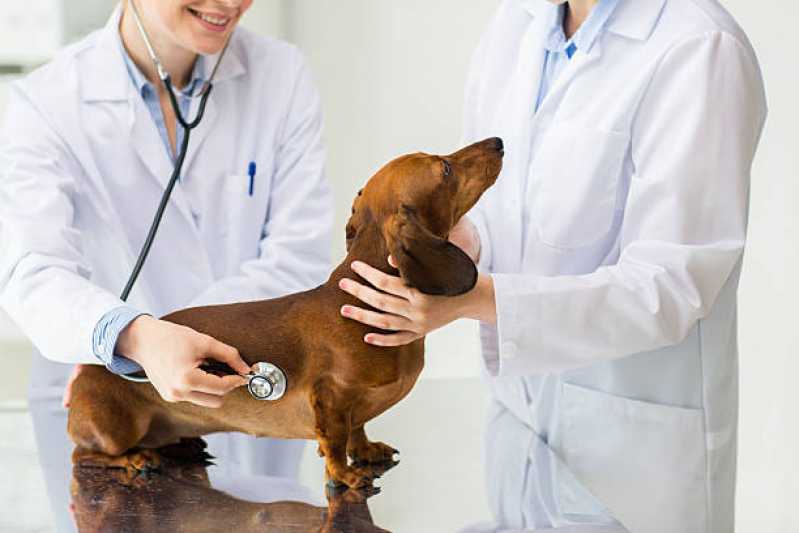 Clínica Especializada em Diagnóstico de Doença de Cachorros Itatiba - Diagnóstico Veterinário Pcr