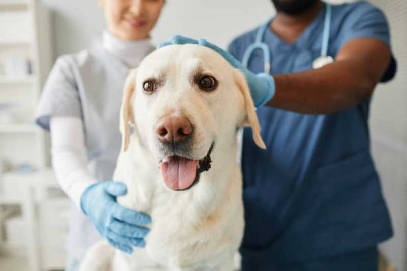 Clínica Especializada em Diagnóstico de Doenças Infecciosas Carapebus - Diagnóstico de Doença de Cachorro