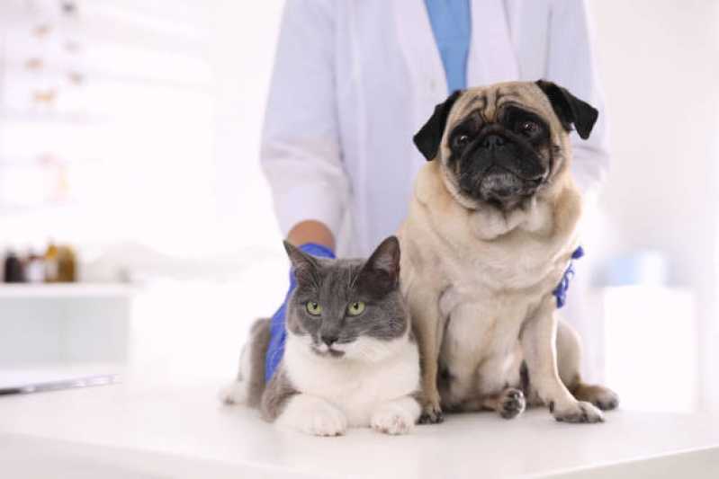 Clínica Especializada em Diagnóstico de Enfermidades Infecciosas Queimados - Diagnóstico de Doença de Cachorro
