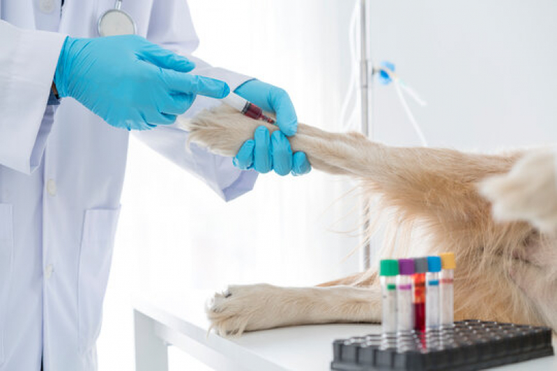 Clínica Especializada em Diagnóstico de Hemoparasita Animal Campina da Lagoa - Diagnóstico de Leishmaniose Canina