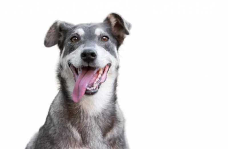 Clínica Especializada em Diagnóstico de Leishmania Braziliensis Canina Petrópolis - Diagnóstico de Calazar Canino