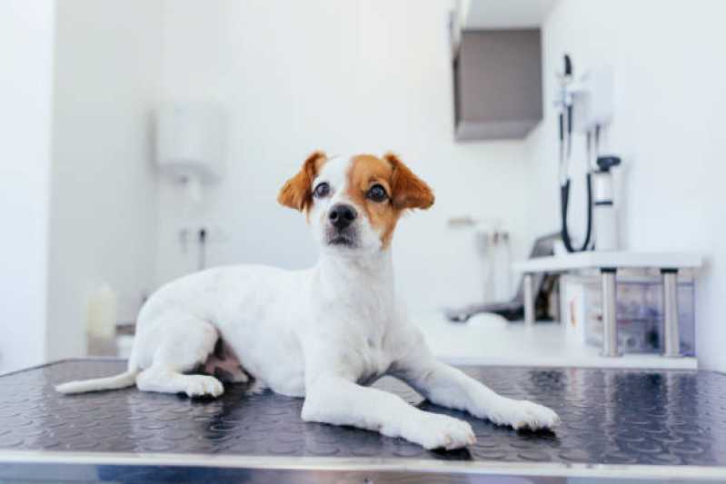 Clínica Especializada em Diagnóstico de Leishmania Canina Guarapuava - Diagnóstico de Leishmaniose Canina