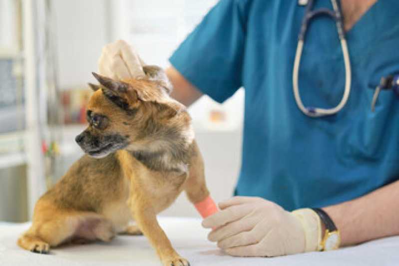 Clínica Especializada em Diagnóstico de Leishmaniose Canina Rio das Flores - Diagnóstico de Calazar Canino