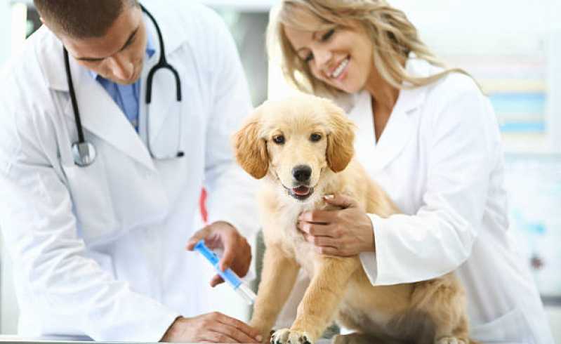 Clínica Especializada em Diagnóstico Veterinário de Doenças Infecciosas Vassouras - Diagnóstico de Doença de Cachorros