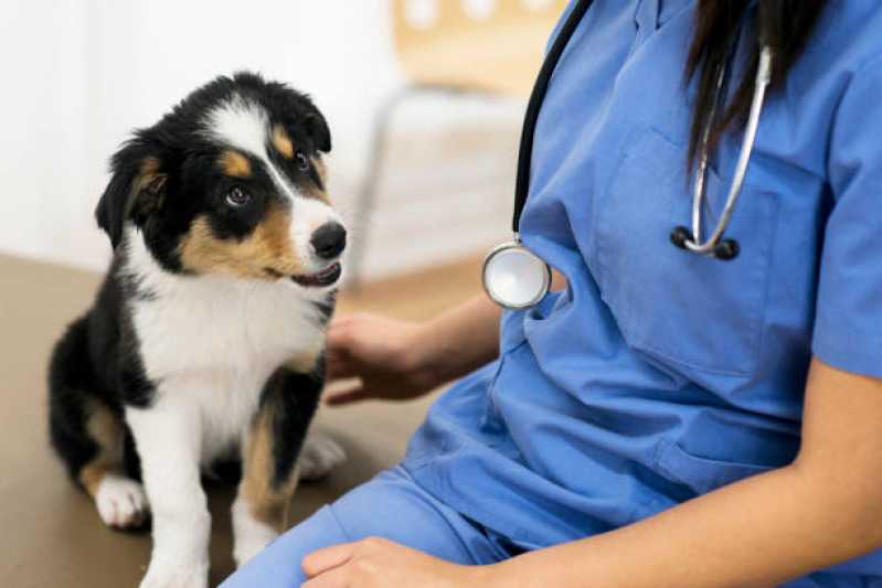 Clínica Especializada em Diagnóstico Veterinário Pcr Itapetininga - Diagnóstico de Doença de Cachorros