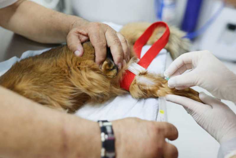 Clínica Especializada em Exame Anemia Felina Barro Vermelho - Exame de Fiv em Gatos