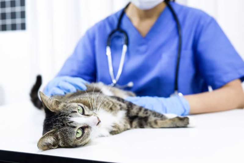 Clínica Especializada em Exame de Anemia em Gatos Serrinha - Exame de Felv Progressivo em Gatos