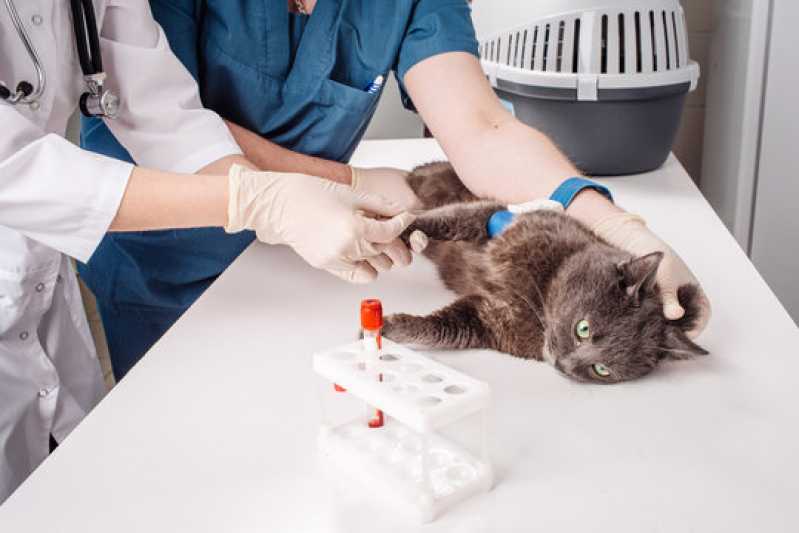 Clínica Especializada em Exame de Anemia Felina Rota do Lagarto - Exame de Felv Regressor em Gatos