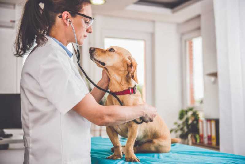 Clínica Especializada em Exame de Cinomose Animal Casa Nova - Exame de Cinomose para Cães