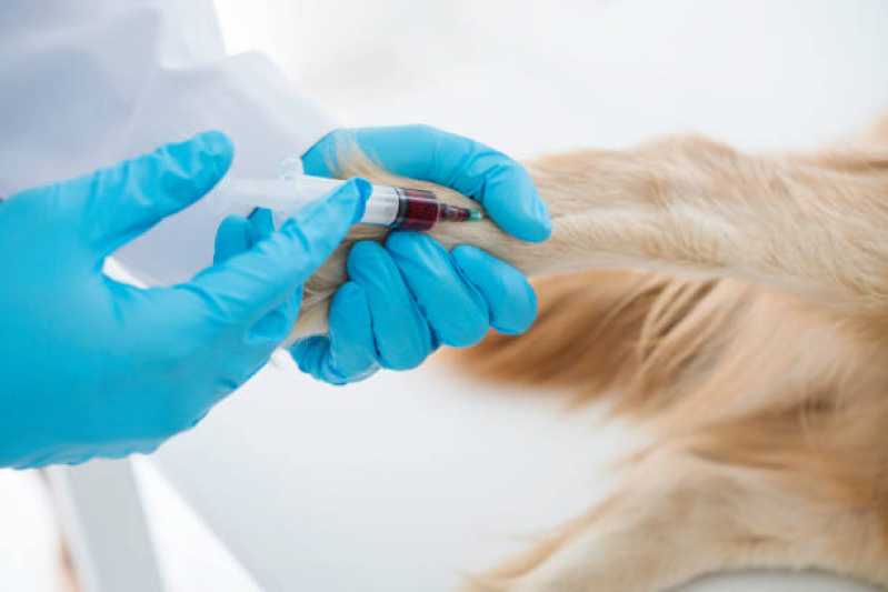 Clínica Especializada em Exame de Cinomose Cães Uberaba - Exame para Cinomose