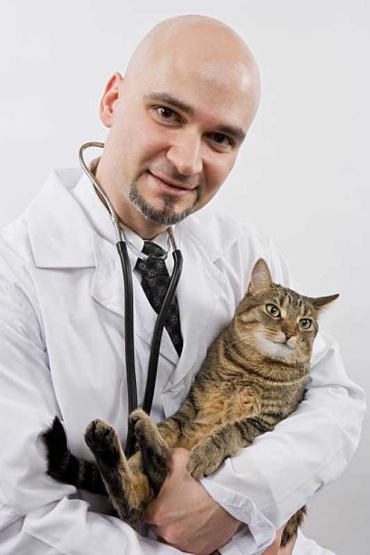 Clínica Especializada em Exame de Felv Regressor em Gatos Cambé - Exame de Pif em Gatos