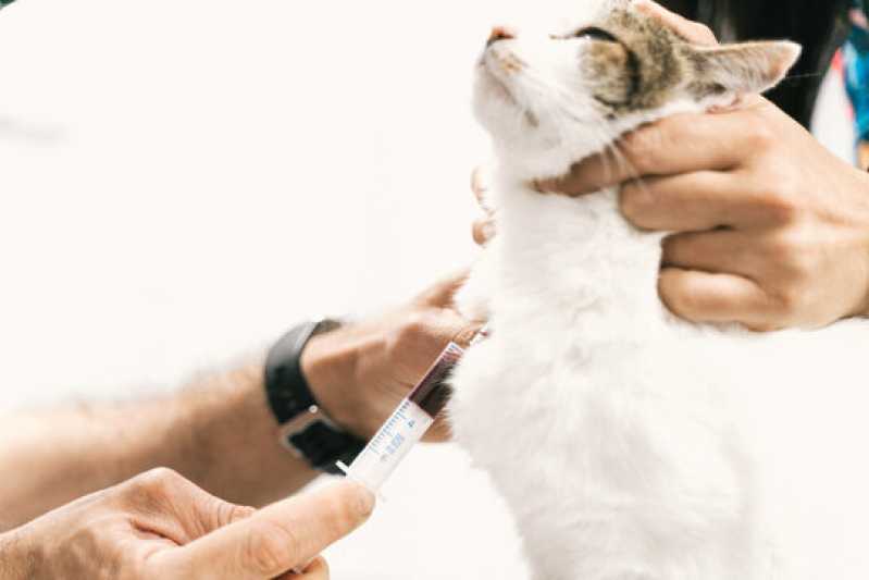 Clínica Especializada em Exame de Fiv em Gatos Uberlândia - Exame Anemia Felina