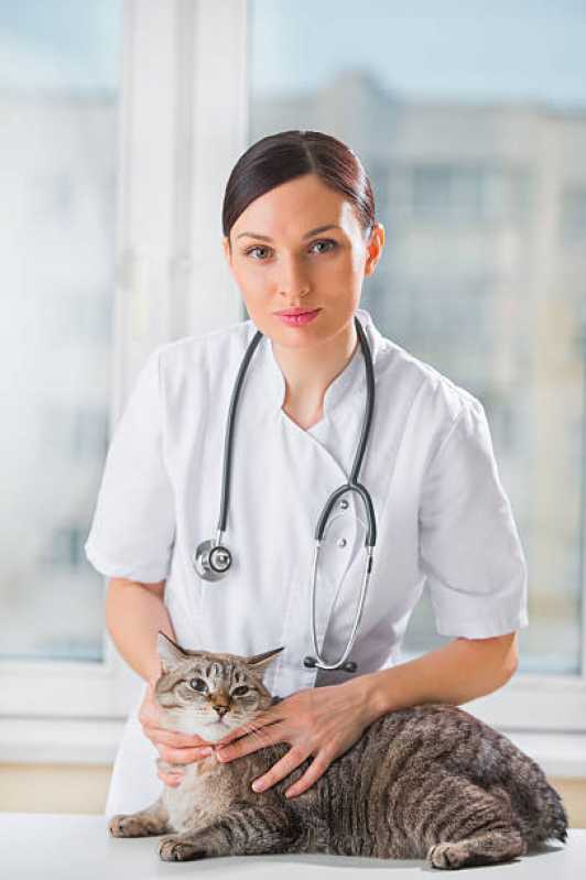 Clínica Especializada em Exame de Micoplasma Vinhedo - Exame de Felv Progressivo em Gatos