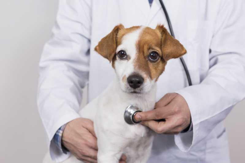 Clínica Especializada em Exame de Pcr em Cachorro Valença - Exame de Pcr em Equino
