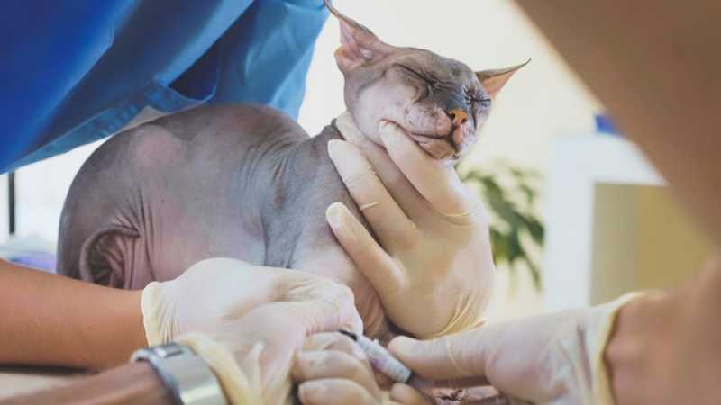 Clínica Especializada em Exame de Pcr em Gatos Serrinha - Exame Anemia Felina