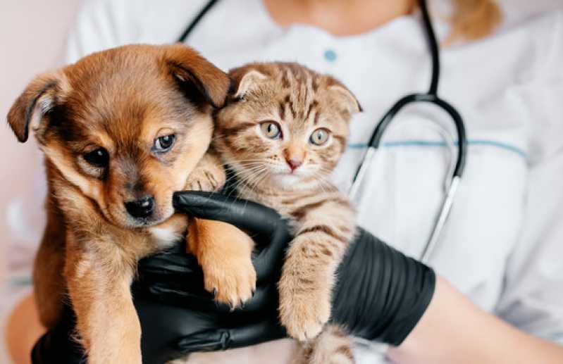 Clínica Especializada em Exame de Pcr para Cachorros Itabuna - Exame de Pcr Animais