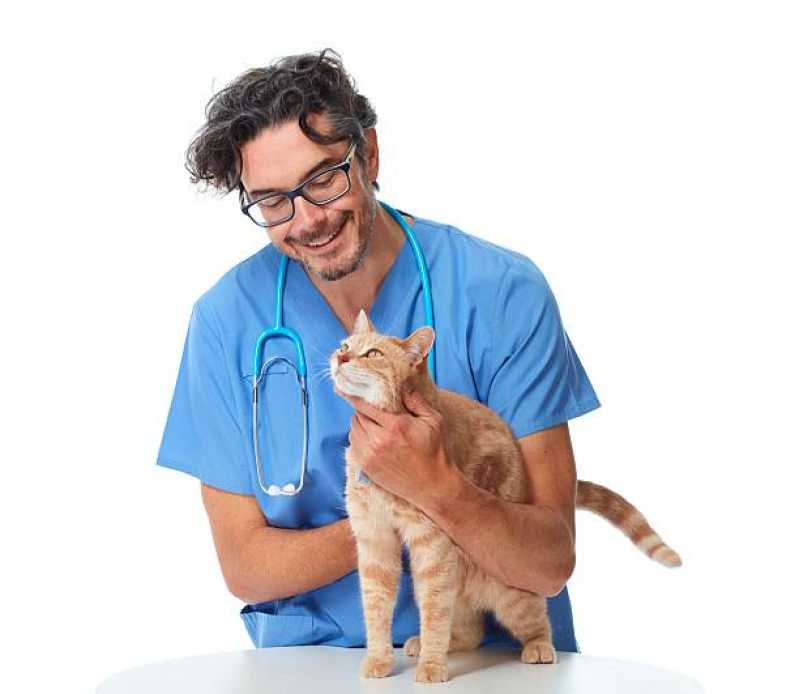 Clínica Especializada em Exame de Pcr para Gatos Aracruz - Exame de Pcr para Animais
