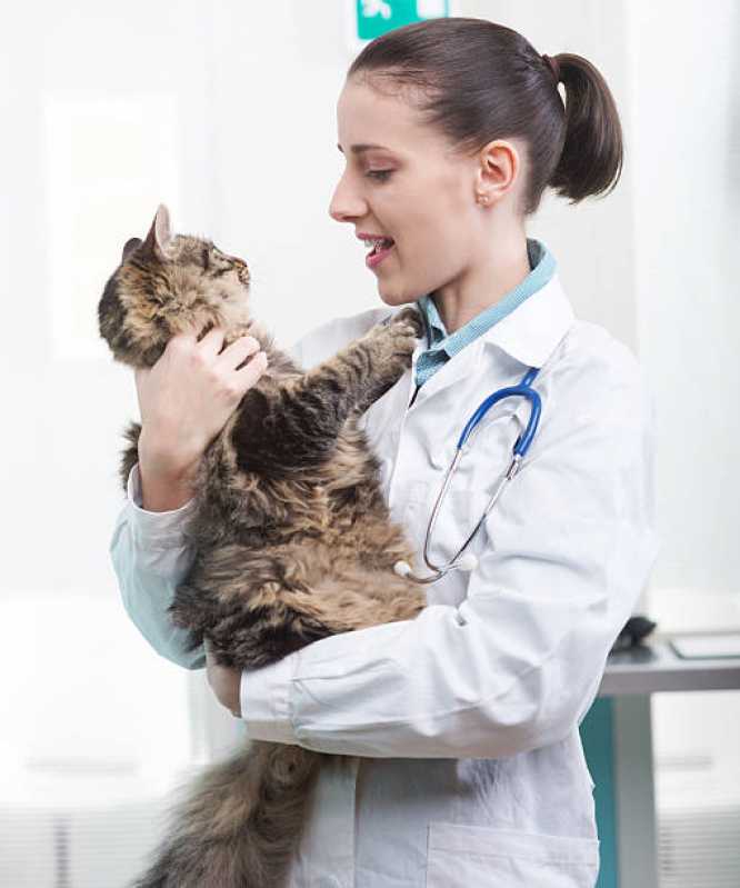 Clínica Especializada em Exame de Pif em Gatos Pinheiral - Exame Anemia Felina