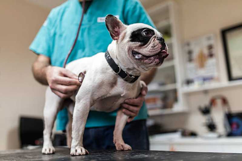 Clínica Especializada em Exame de Sangue Cinomose Birigi - Exame de Cinomose para Cães