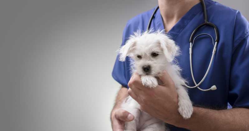 Clínica Especializada em Teste de Adenovírus em Cachorros Itapevi - Teste de Campylobacter para Animais