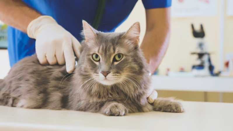 Clínica Especializada em Teste de Fiv e Felv Centro - Teste para Gatos Fiv e Felv