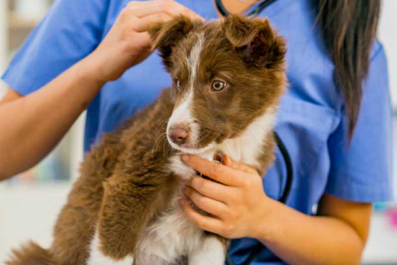 Clínica Especializada em Teste de Leishmaniose Canina Duas Barras - Teste de Leishmaniose em Cães