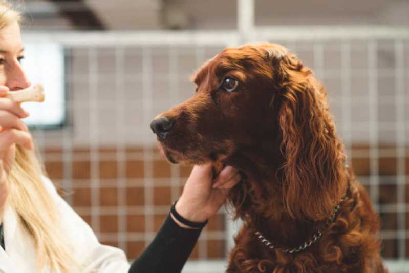 Clínica Especializada em Teste de Leishmaniose em Cães Condominio Riviera Park - Teste Pcr Leishmaniose Canina