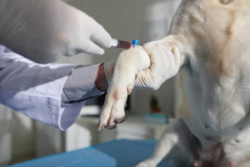 Clínica Especializada em Teste de Parvovírus em Cães São José da Varginha - Teste de Clostridium em Animais