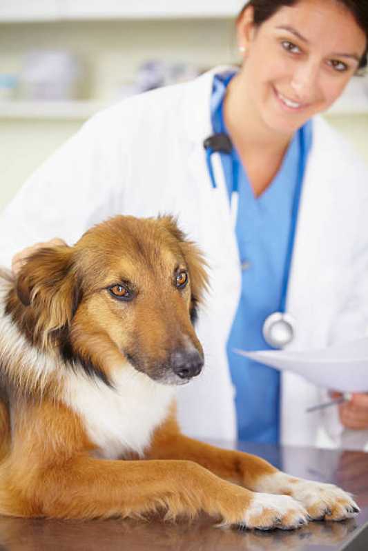 Clínica Especializada em Teste de Pcr Leishmaniose Canina Francisco Morato - Teste de Leishmaniose em Cachorros