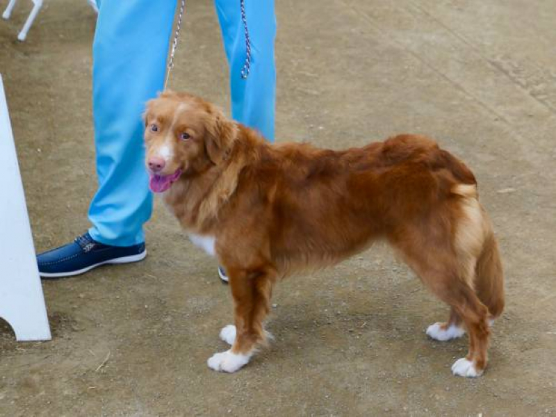 Clínica Especializada em Teste de Sangue Leishmaniose Guarujá - Teste para Leishmaniose Canina