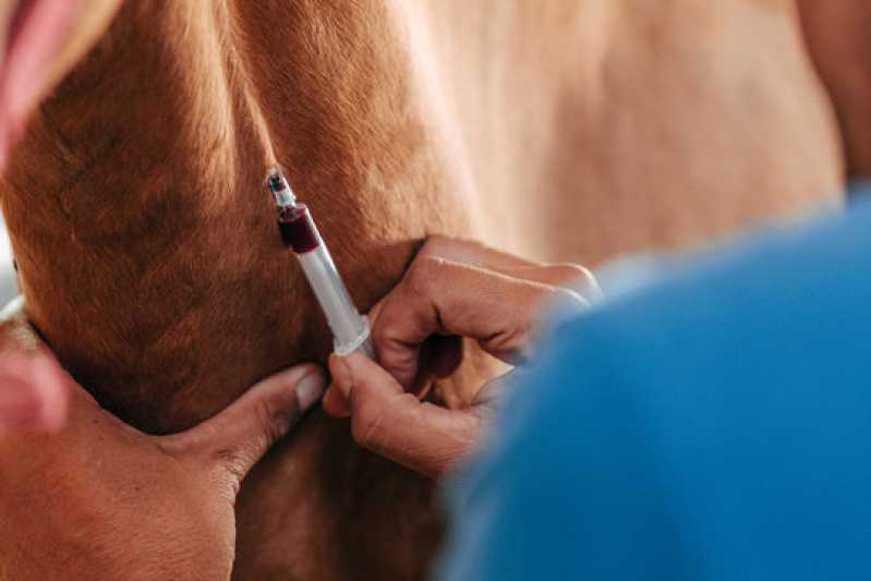 Clínica Especializada em Teste de Tritrichomonas em Equinos Sumaré - Teste de Diarreia em Equinos