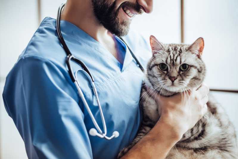Clínica Especializada em Teste Gato Fiv e Felv Zona Oeste - Teste Fiv Felv para Gatos