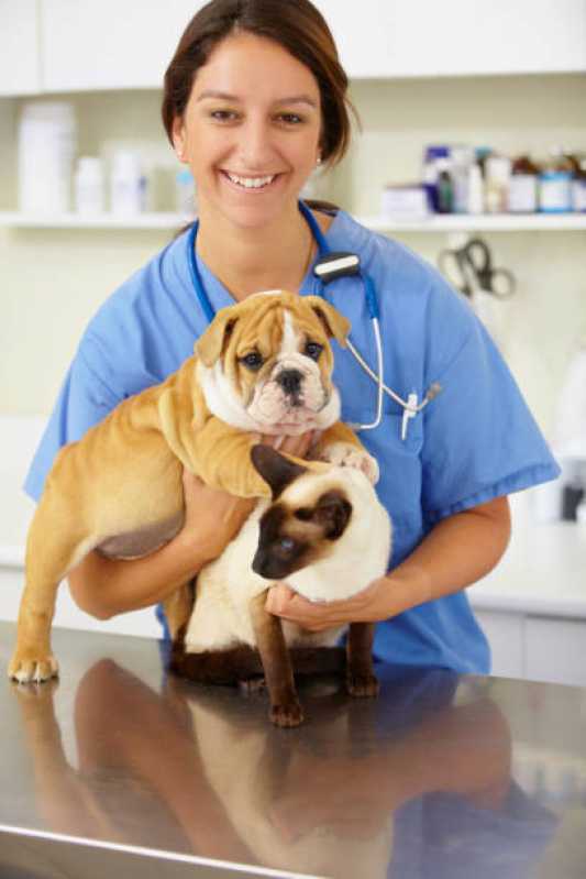 Clínica Especializada em Teste Genético em Cachorros São Carlos - Teste Genético para Cachorros