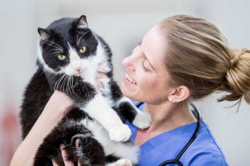 Clínica Especializada em Teste Genético em Gatos Salto - Teste Genético para Animais