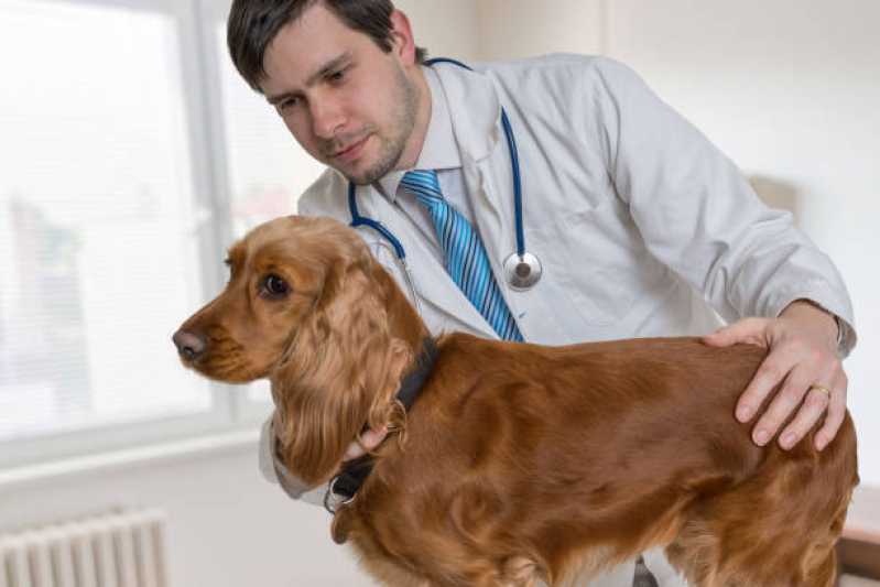 Clínica Especializada em Teste Genético para Cachorro Linhares - Teste Genético para Animais