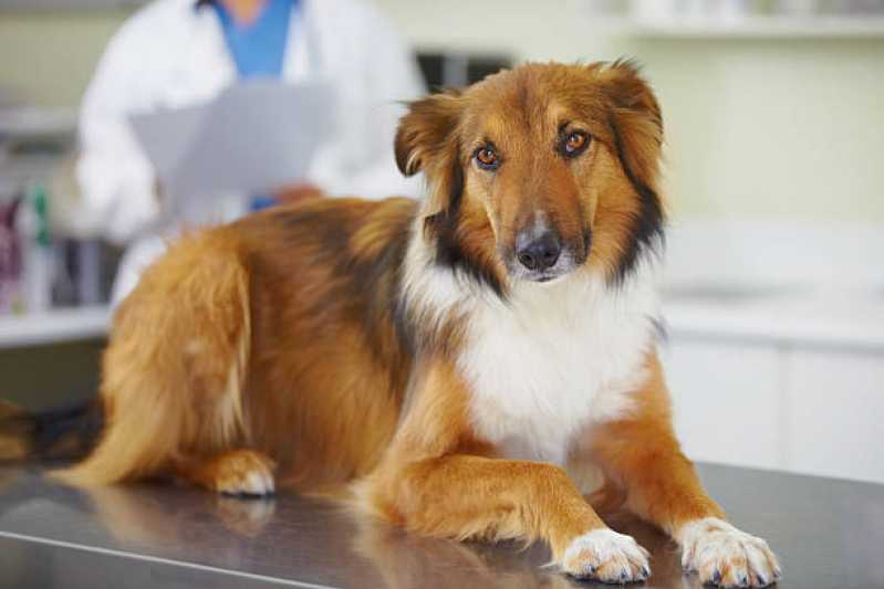 Clínica Especializada em Teste Genético para Cães Sapucaia - Teste Genético para Cavalo