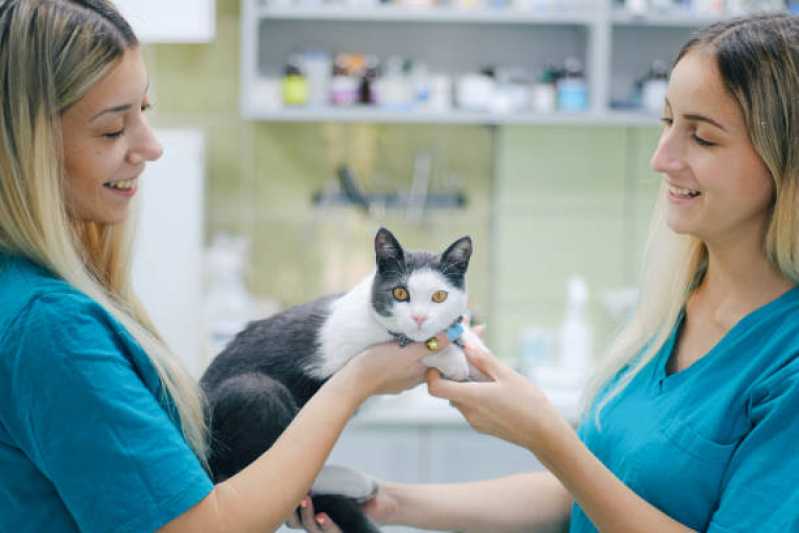 Clínica Especializada em Teste Genético para Gatos Atibaia - Teste Genético para Cachorros