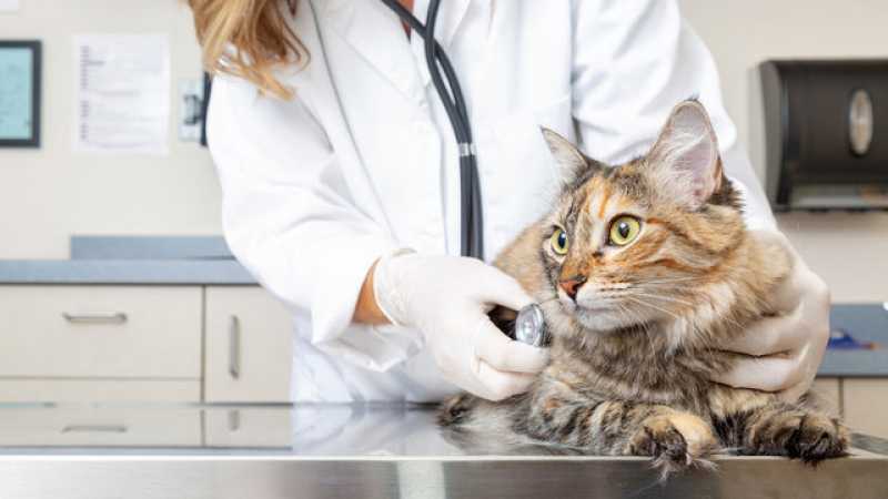 Clínica Especializada em Teste para Gatos Fiv Felv Iguaba Grande - Teste de Sangue Fiv e Felv