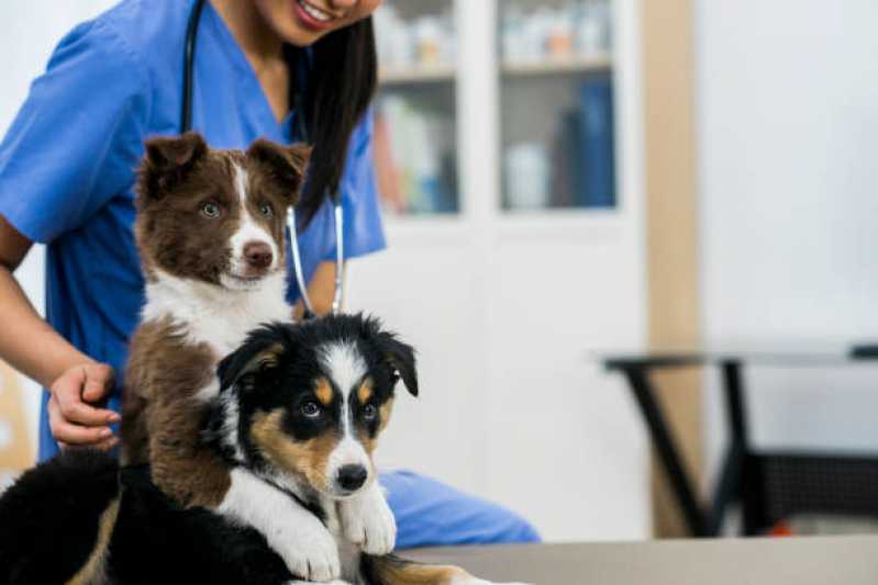 Clínica Especializada em Teste para Leishmaniose São Catetano do Sul - Teste para Leishmaniose Canina