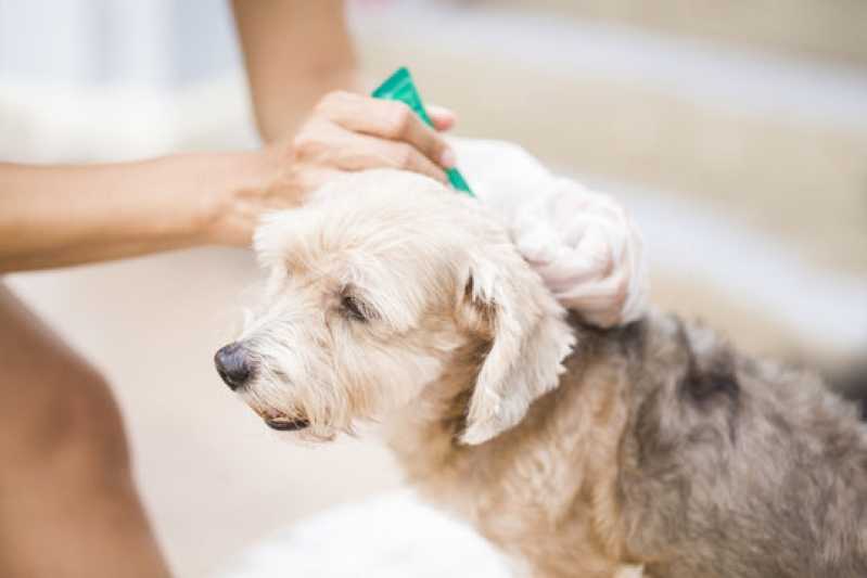 Diagnóstico da Doença do Carrapato Canino Clínica Itamaraju - Diagnóstico Veterinário da Doença do Carrapato