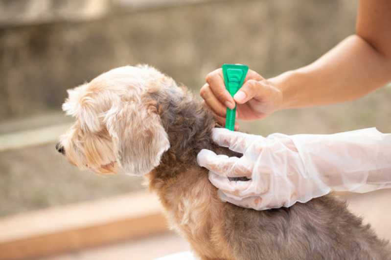 Diagnóstico da Doença do Carrapato do Cachorro Clínica Alegre - Diagnóstico da Doença do Carrapato Canino