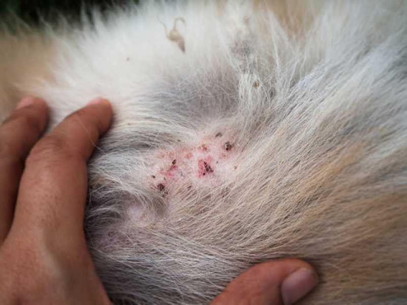Diagnóstico da Doença do Carrapato do Cachorro Sapucaia - Diagnóstico da Doença do Carrapato Canino