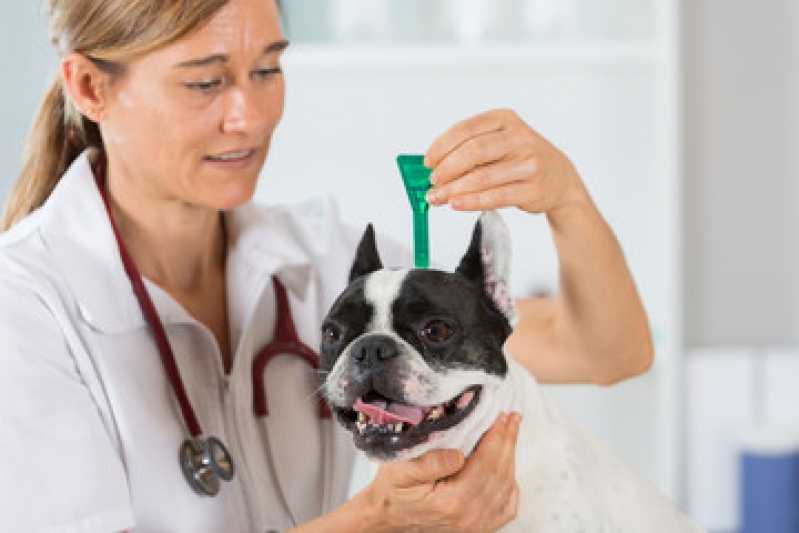 Diagnóstico da Doença do Carrapato Vassouras - Diagnóstico da Doença do Carrapato Canino