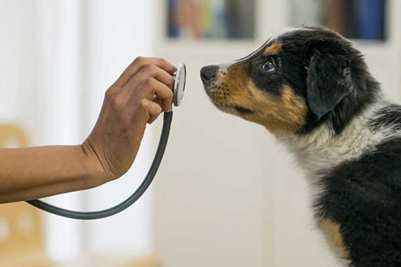 Diagnóstico de Doença Canina Empresa Campo Mourão - Diagnóstico de Doença de Cachorros